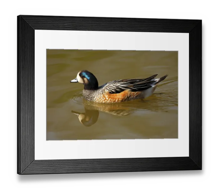 Framed Print : Chiloe wigeon (Anas sibilatrix) Framed Print : Chiloe wigeon (Anas sibilatrix)