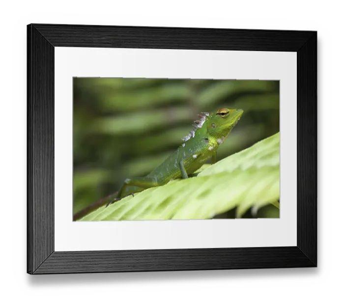 Framed Print : Common green forest lizard (Calotes calotes) on leaf Framed Print : Common green forest lizard (Calotes calotes) on leaf