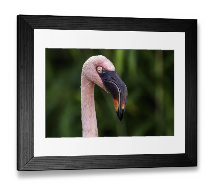 Framed Print : Flamingo (Phoenicopteridae), portrait Framed Print : Flamingo (Phoenicopteridae), portrait