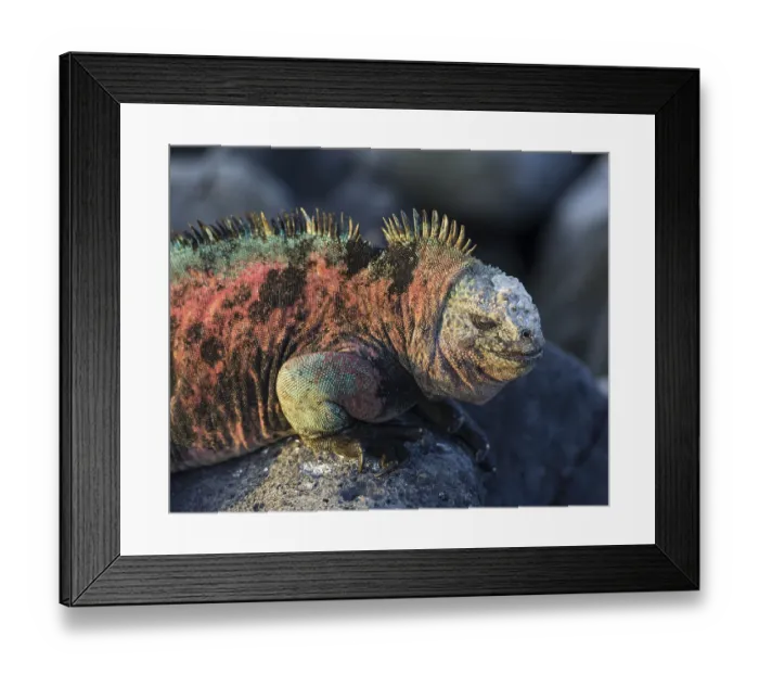 Framed Print : Marine Iguana (Amblyrhynchus cristatus)