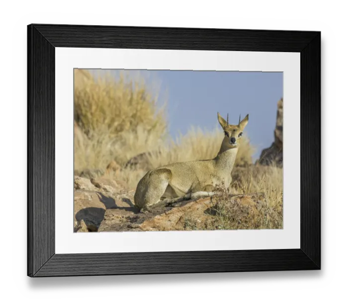 Framed Print : Klipspringer (Oreotragus), Augrabies Falls NP Framed Print : Klipspringer (Oreotragus), Augrabies Falls NP