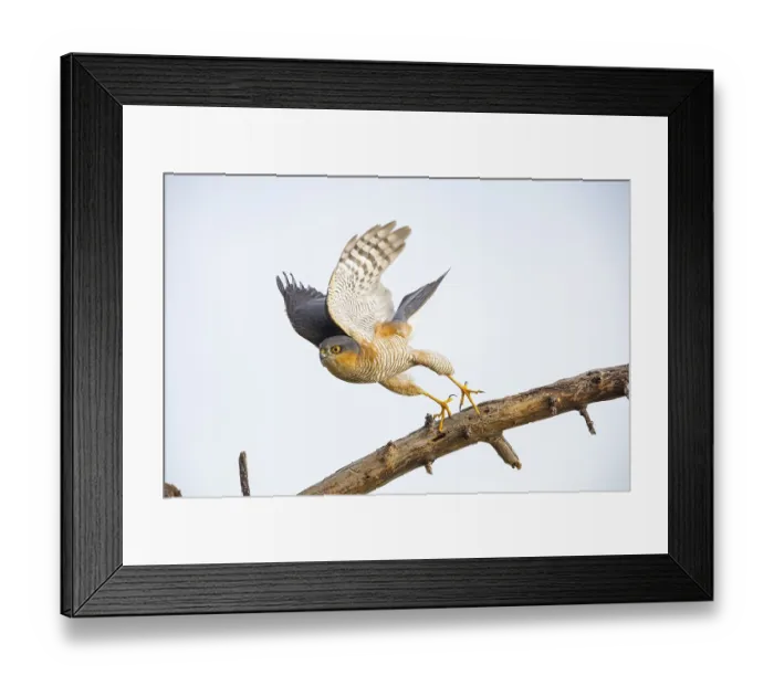 Framed Print : Sparrowhawk (Accipiter nisus) Germany Framed Print : Sparrowhawk (Accipiter nisus) Germany