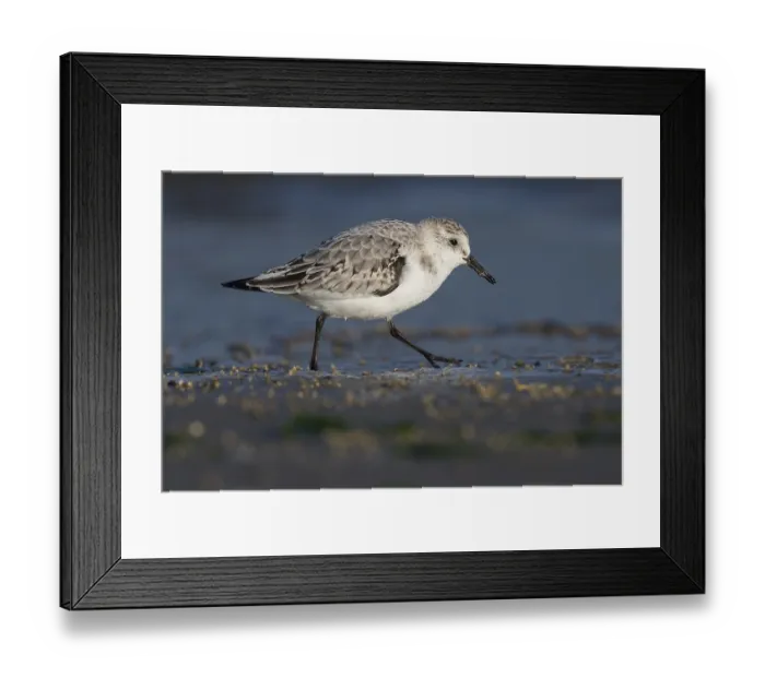 Framed Print : Sanderling (Calidris alba) running in shallow water