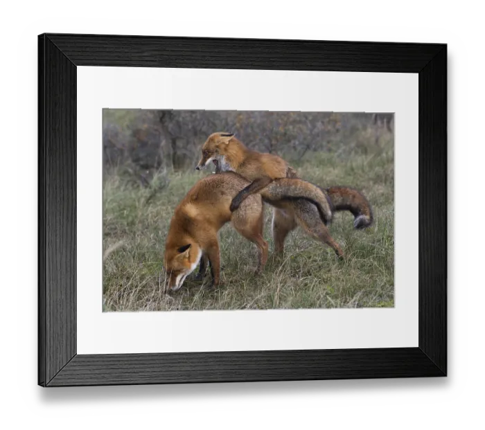 Framed Print : Red foxes (Vulpes vulpes), two fighting males