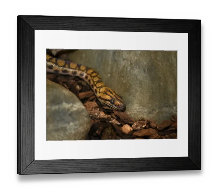 Framed Print : Brazilian rainbow boa (Epicrates cenchria cenchria) Framed Print : Brazilian rainbow boa (Epicrates cenchria cenchria)