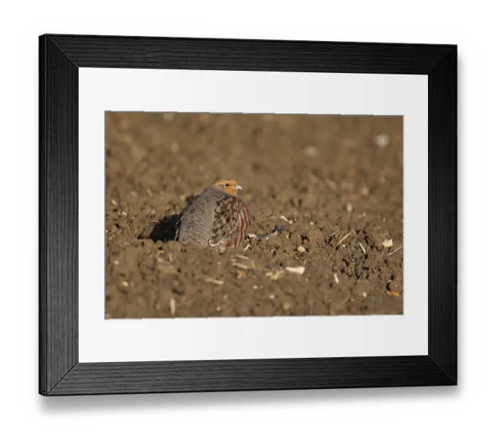 Framed Print : Grey or Hungarian or English partridge (Perdix perdix) adult bird in a farmland field