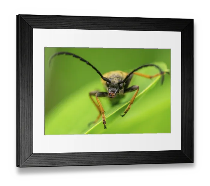 Framed Print : Red longhorn beetle (Stictoleptura rubra) male Framed Print : Red longhorn beetle (Stictoleptura rubra) male