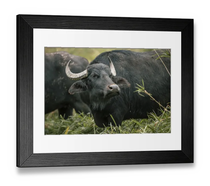 Framed Print : Water buffalo, Gmuend, Lower Austria Framed Print : Water buffalo, Gmuend, Lower Austria