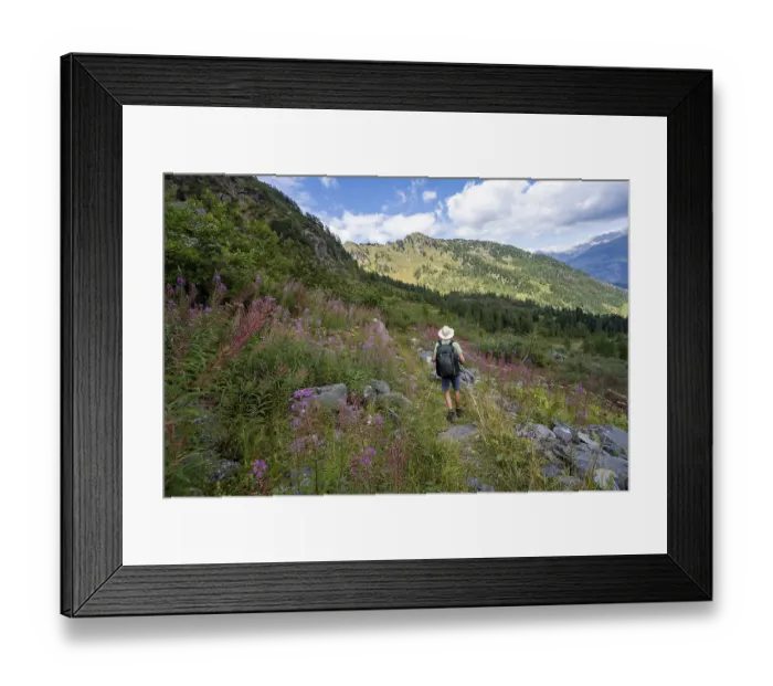 Framed Print : Mountaineer on a hiking trail between flowers