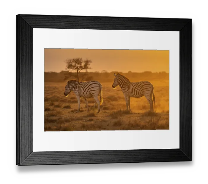Framed Print : Plains zebras (Equus quagga), two zebras in dry grass