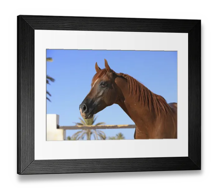 Framed Print : Arabian horse, thoroughbred Arabian Framed Print : Arabian horse, thoroughbred Arabian
