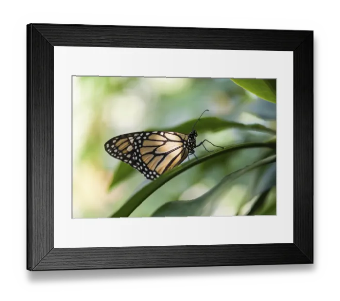 Framed Print : Monarch Butterfly (Danaus plexippus) Framed Print : Monarch Butterfly (Danaus plexippus)