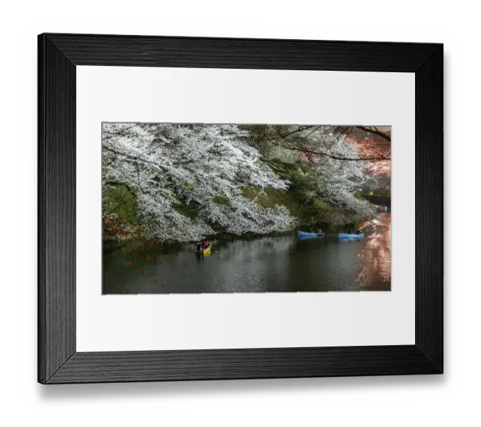 Framed Print : Canal with rowing boats in front of blooming cherry trees on a canal at night