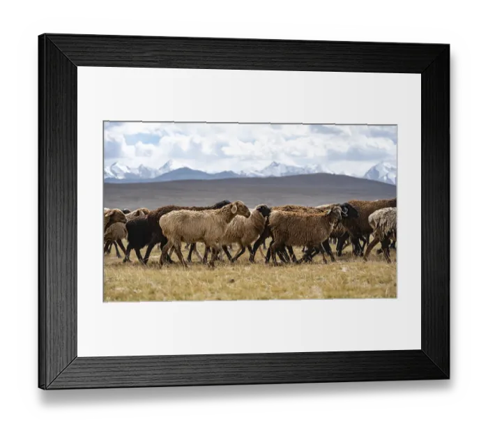 Framed Print : Flock of sheep on a plateau, Ak Shyrak Mountains