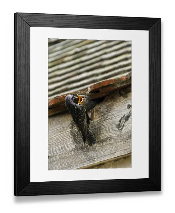Framed Print : Starling (Sturnus vulgaris) feeding its chick in the nest