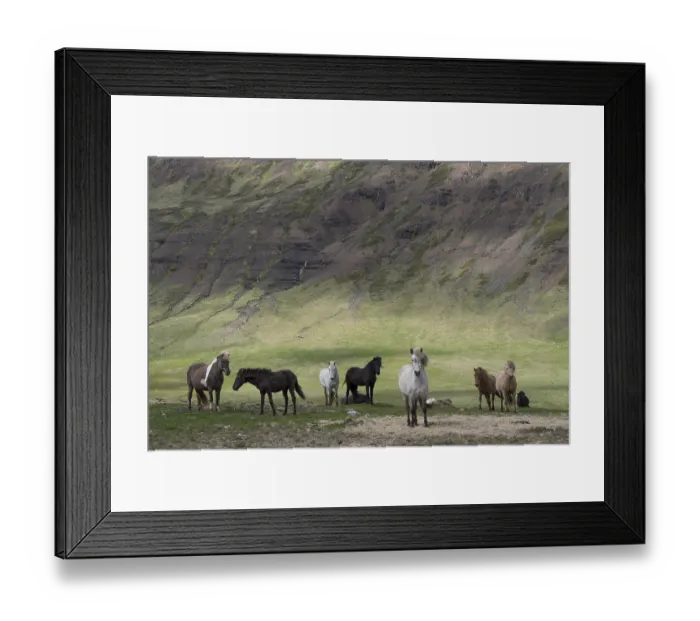 Framed Print : Group of Icelandic horses, Iceland, Europe Framed Print : Group of Icelandic horses, Iceland, Europe