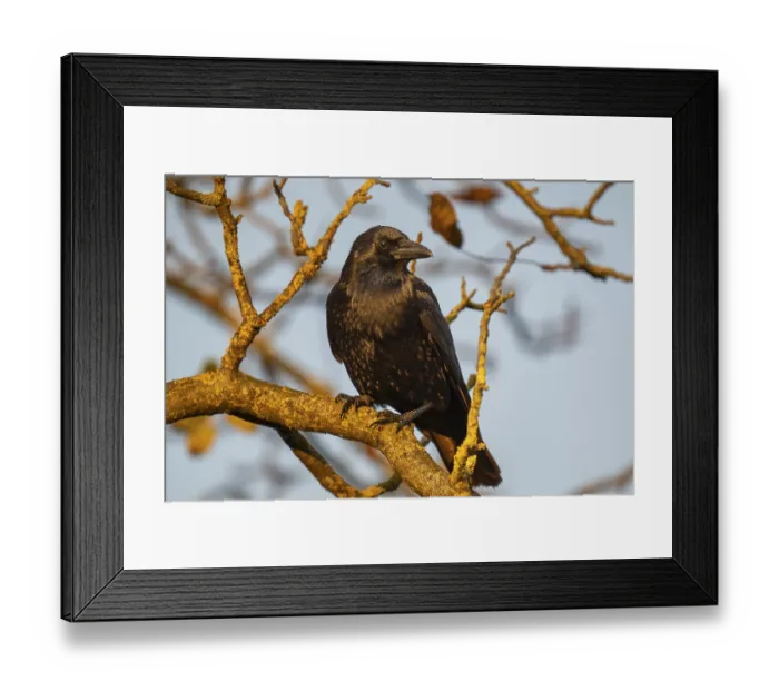 Framed Print : Raven (Corvus corax) sitting on a branch