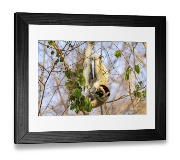 Framed Print : Larval sifaka (Propithecus verreauxi)