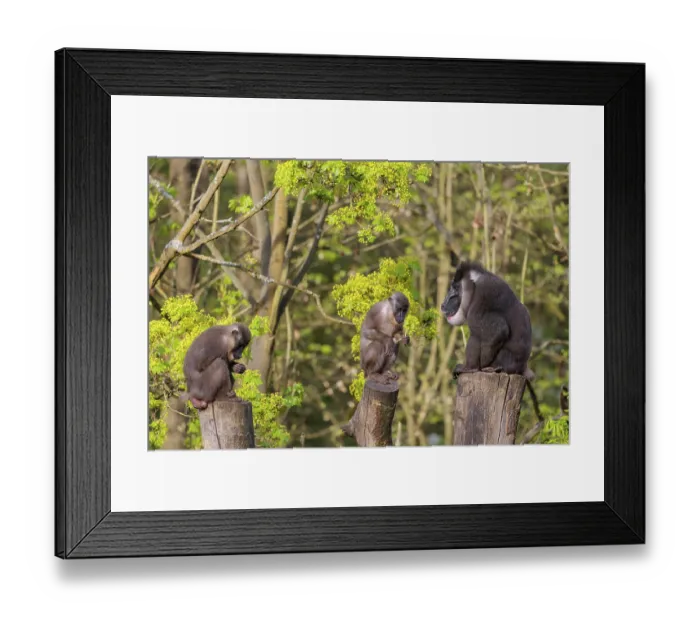 Framed Print : Three Drills (Mandrillus leucophaeus) Framed Print : Three Drills (Mandrillus leucophaeus)
