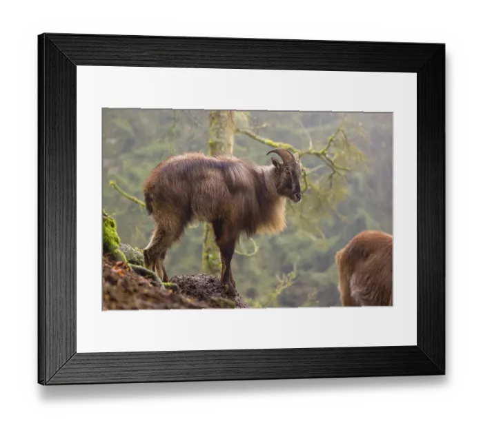 Framed Print : A male Himalayan Tahr (Hemitragus jemlahicus) stands in the forest on a foggy day Framed Print : A male Himalayan Tahr (Hemitragus jemlahicus) stands in the forest on a foggy day