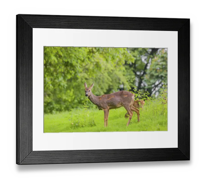 Framed Print : A female roe deer (Capreolus capreolus) and her fawn stand in a meadow Framed Print : A female roe deer (Capreolus capreolus) and her fawn stand in a meadow