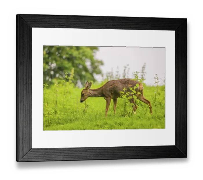 Framed Print : A female roe deer (Capreolus capreolus) stands in a meadow and grazes