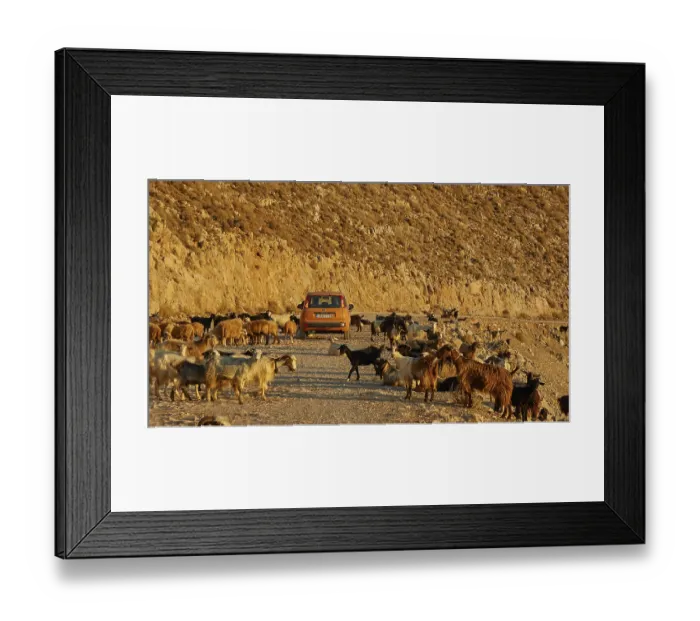 Framed Print : Goats (Caprae), red small car in herd of goats Framed Print : Goats (Caprae), red small car in herd of goats