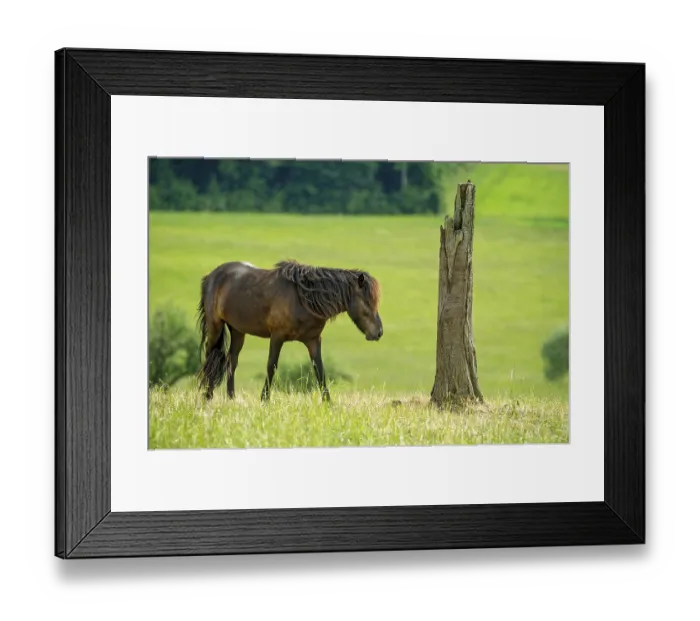 Framed Print : Domestic horse (Equus caballus) in front of tree stump on pasture