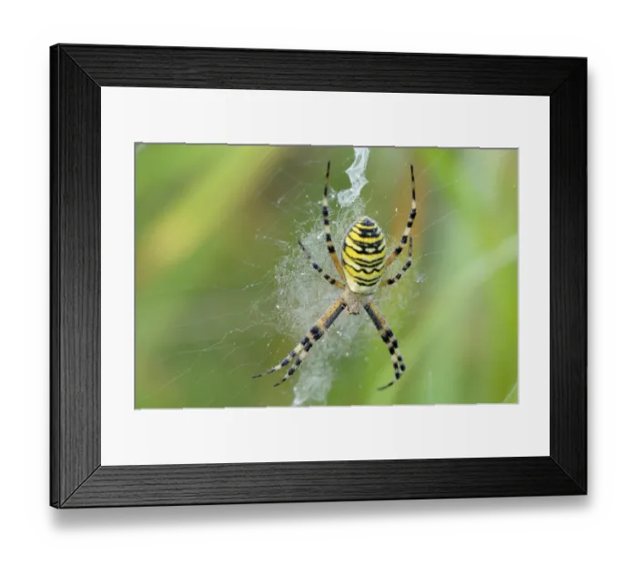 Framed Print : Wasp spider (Argiope bruennichi)