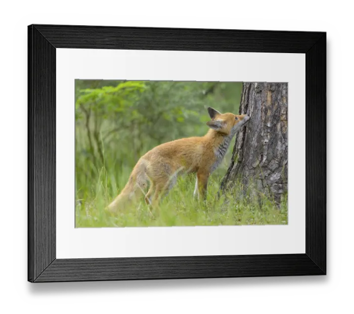 Framed Print : Red fox (Vulpes vulpes), young fox sniffing curiously at a tree trunk in the green forest Framed Print : Red fox (Vulpes vulpes), young fox sniffing curiously at a tree trunk in the green forest