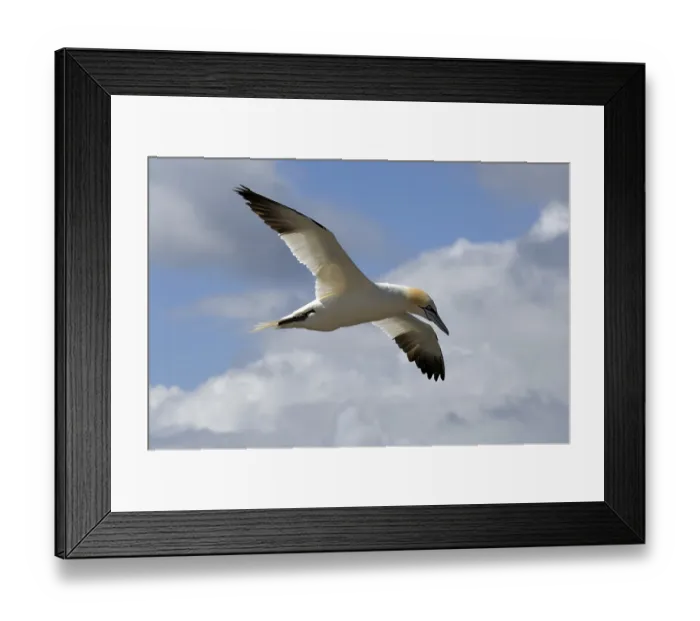 Framed Print : Northern Gannet (Sula bassana) in flight Framed Print : Northern Gannet (Sula bassana) in flight