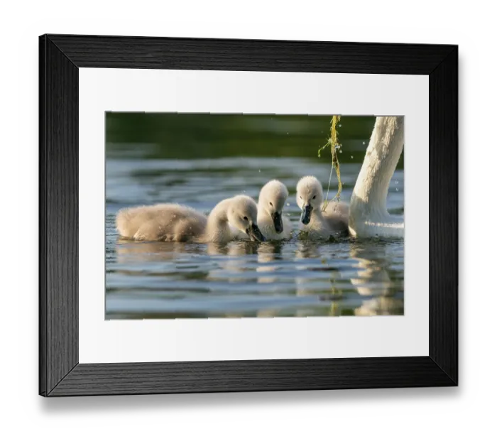 Framed Print : Mute swan (cygnus olor), Old bird feeding chicks