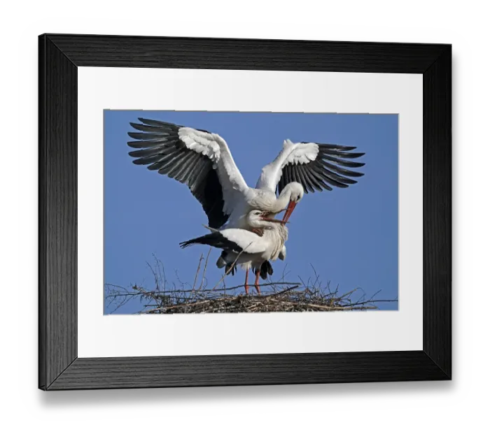 Framed Print : White stork (Ciconia ciconia) mating on the nest