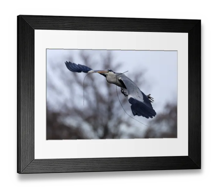 Framed Print : Grey heron (Ardea cinerea) flying with nesting material