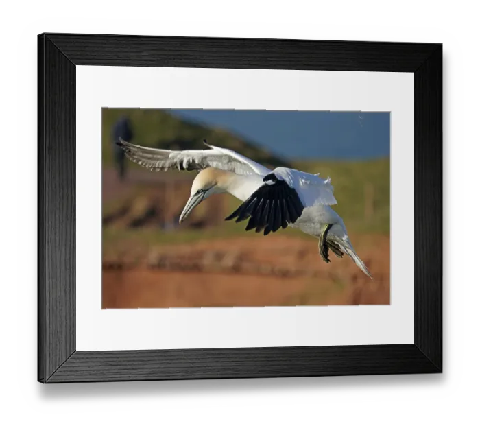 Framed Print : Northern gannet (Sula bassana) in flight