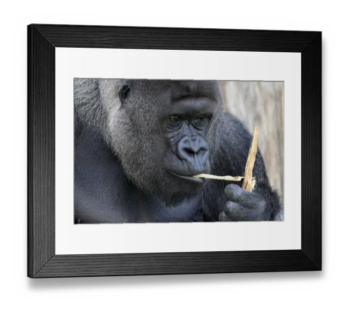 Framed Print : Western western gorilla (Gorilla gorilla) silverback Framed Print : Western western gorilla (Gorilla gorilla) silverback