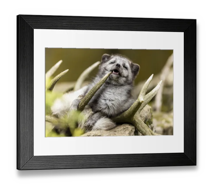 Framed Print : A fox bites humorously into an antler and shows a playful attitude