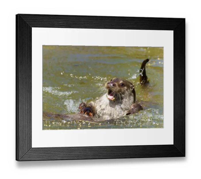 Framed Print : An otter emerges in the water with its mouth open Framed Print : An otter emerges in the water with its mouth open