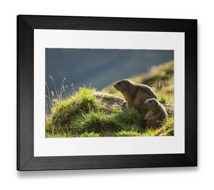 Framed Print : Two marmots (Marmota marmota) at a marmot burrow