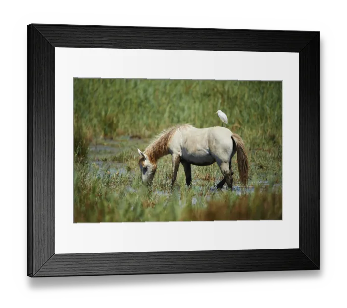 Framed Print : Camargue horse standing in damp meadow and grazing