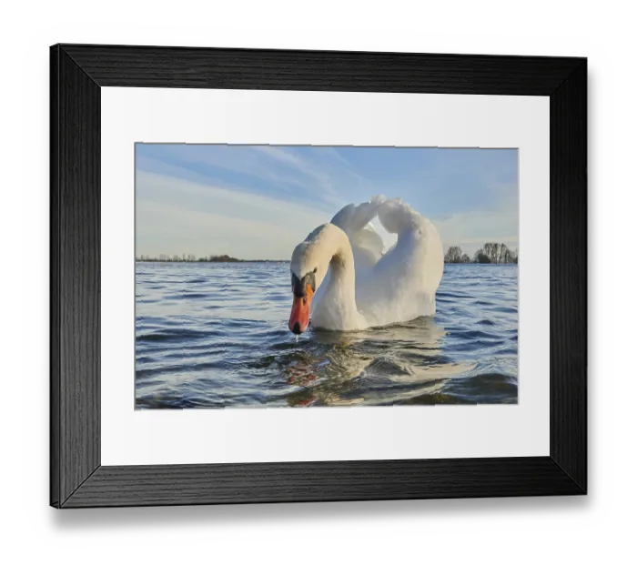 Framed Print : Mute swan (Cygnus olor) swimming on donau river