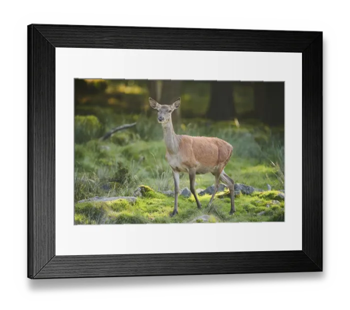 Framed Print : Red deer (Cervus elaphus) standing on a meadow