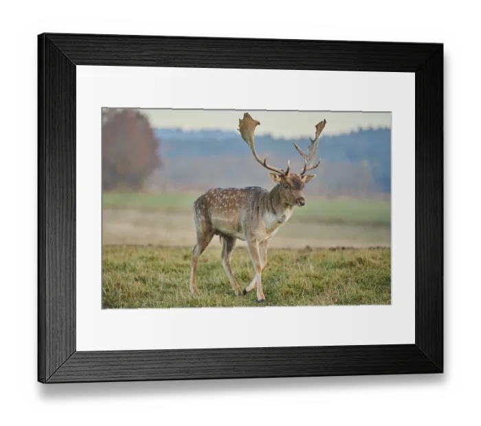 Framed Print : European fallow deer (dama dama) on a meadow in autumn Framed Print : European fallow deer (dama dama) on a meadow in autumn