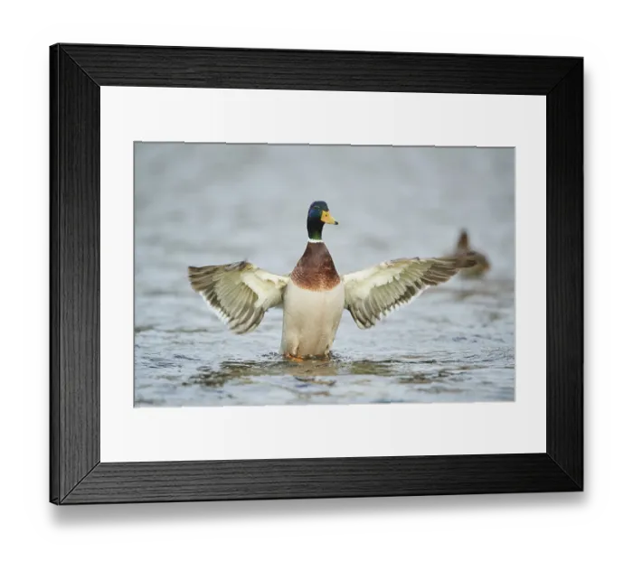 Framed Print : Wild duck (Anas platyrhynchos) male on a lake