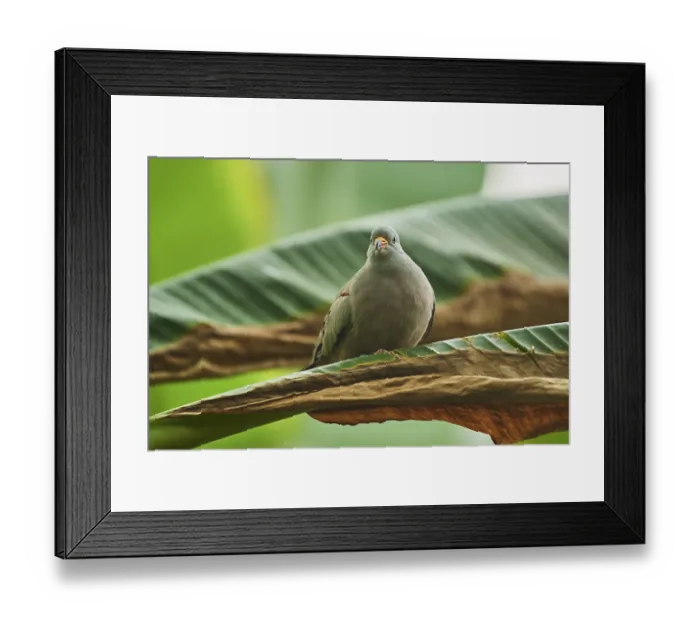 Framed Print : Croaking ground dove (Columbina cruziana)