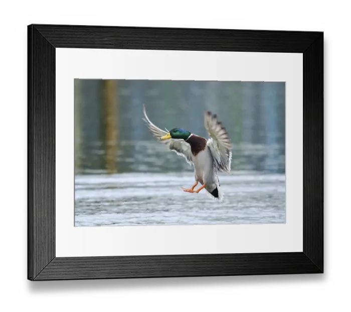 Framed Print : Wild duck (Anas platyrhynchos) male landing in a lake Framed Print : Wild duck (Anas platyrhynchos) male landing in a lake