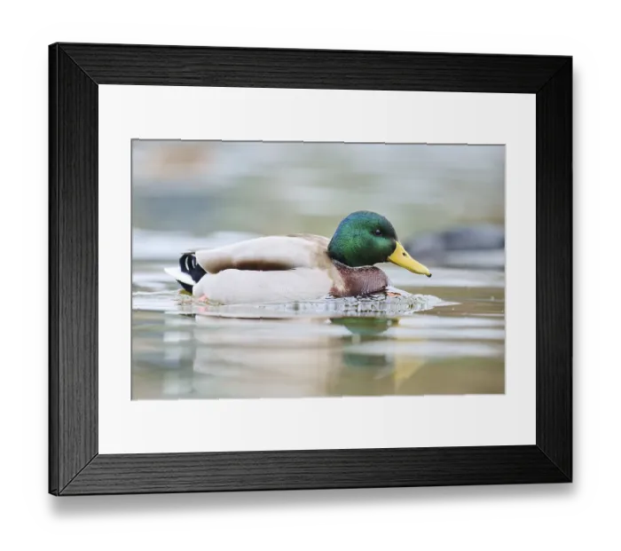 Framed Print : Wild duck (Anas platyrhynchos) male swimming in a lake Framed Print : Wild duck (Anas platyrhynchos) male swimming in a lake