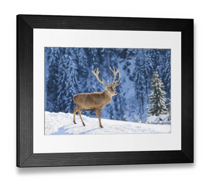 Framed Print : Red deer (Cervus elaphus) stag on a snowy meadow in the mountains in tirol Framed Print : Red deer (Cervus elaphus) stag on a snowy meadow in the mountains in tirol