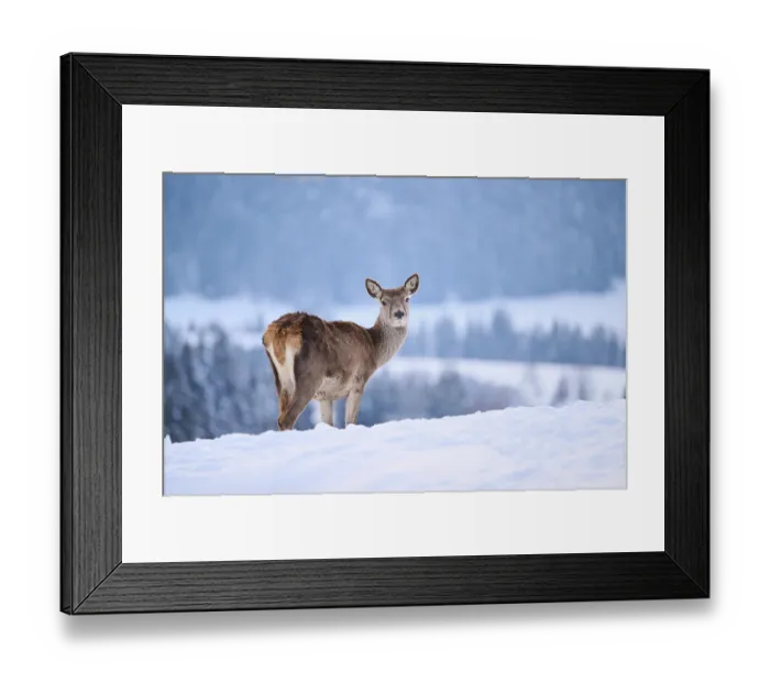 Framed Print : Red deer (Cervus elaphus) hind on a snowy meadow in the mountains in tirol Framed Print : Red deer (Cervus elaphus) hind on a snowy meadow in the mountains in tirol