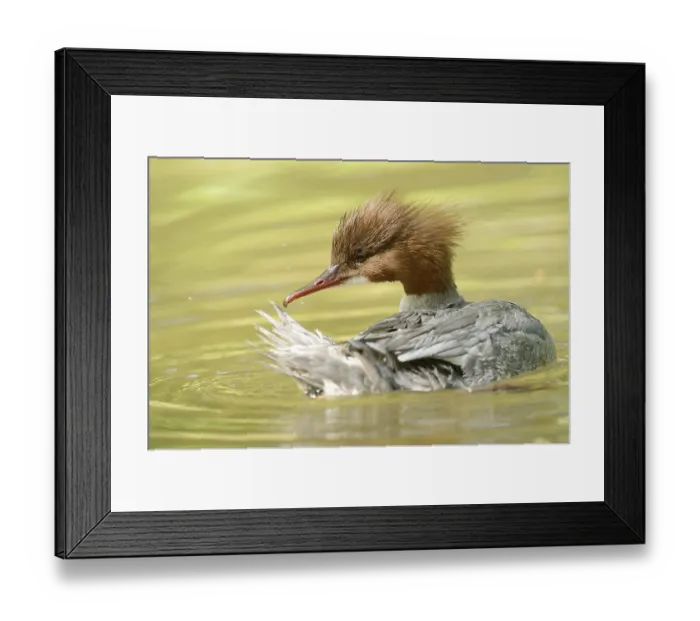 Framed Print : Close-up of a common merganser goosander (Mergus merganser) swimming in the water in spring